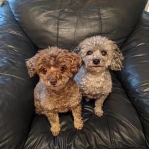 Meet your Posher, Robin